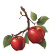 an apple tree