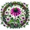 Purple Coneflower
