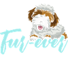 Chien Sheepadoodle mignon