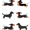 Dachshunds Dachshunds