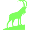 Capricorn