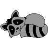 Racoon