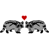Raccoons in love