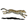 Cheetah