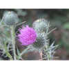 Violetten Distelblüten-Muster