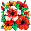 Fleurs d’hibiscus