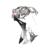 Staffordshire Bull Terrier