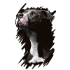 Staffordshire Bull Terrier