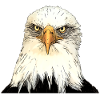 Adlerkopf Illustration mit intensivem Blick