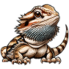 Bearded dragons