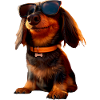 Dachshund, Dachshund, Miniature Dachshund, Dachshund Club, Dachshund