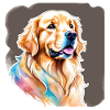 Aquarelles Golden Retriever