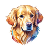 Aquarelles Golden Retriever