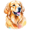 Aquarelles Golden Retriever