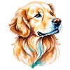 Aquarelles Golden Retriever