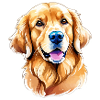 Aquarelles Golden Retriever