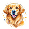 Aquarelles Golden Retriever