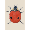 Ladybug 2 Poster