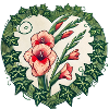Gladiolus