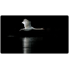 Fotomotiv Schwan im Flug dunkel