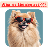 Pomeranian, Kto wypuścił psa