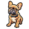 Small French Bulldog