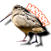 Woodcock