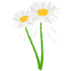 Dekorative Blüte an grünem Stiel