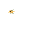 heartbeat sunflower