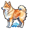Chien islandais Aquarelles