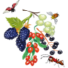 Fruit with insects