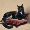 noir Oreiller chat