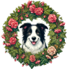 Border Collie mignon