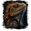 Bearded Dragon Little Dragon