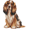 American Cocker Spaniel Dog
