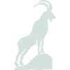 steinbock 01