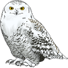 Snowy owl white