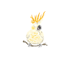 Chuchoteur de calopsitte