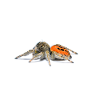 Springspinne Phidippus texanus jumping spider