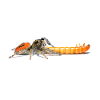 Springspinne Phidippus texanus jumping spider