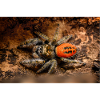 Springspinne Phidippus texanus jumping spider