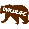 Bear Wildlife