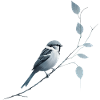 Sparrow on branch