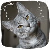 Katze T-Shirt
