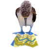 Blue-footed boobies road map
