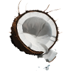 Kokosnuss Frucht