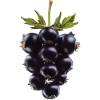 Brombeere Frucht
