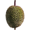 Durian Frucht