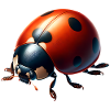 Coccinelle
