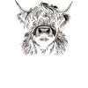 Scottish Highland Cow Curious Face